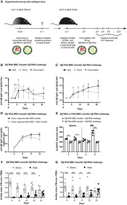 RNA and Toll-Like Receptor 7 License the Generation of Superior Secondary Plasma Cells at Multiple Levels in a B Cell Intrinsic Fashion